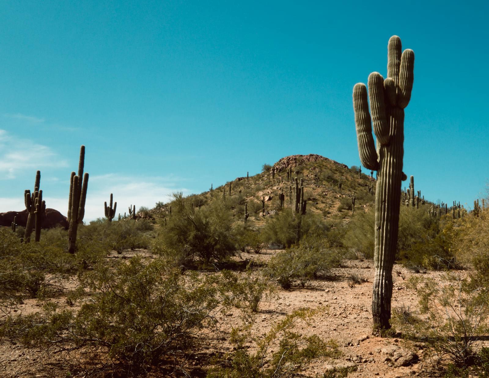 Sonoran Desert saguaro cactus landscape Tucson Arizona